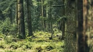 Cool lush forest | part 17