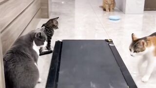Cat running