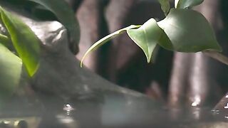 archer fish