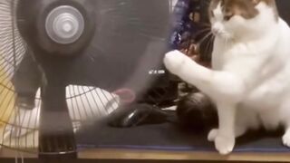 Cat video viral
