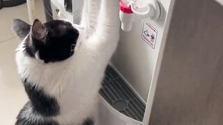 Cat drink water
