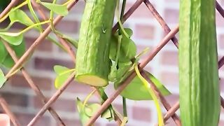 Top Tips to Safeguard Your Plants This Summer Season ????