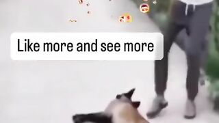 Dramay bass dogy