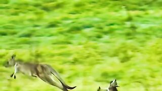Chasing a baby kangaroo