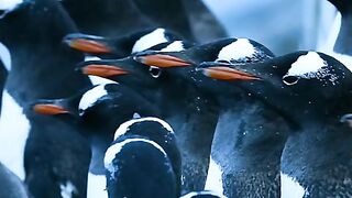 Baby penguin chase