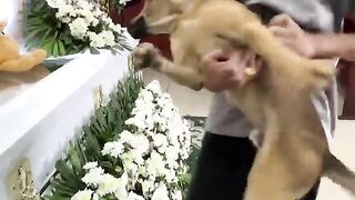 Жалко песика