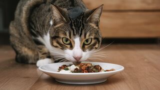 3 Secret Ways to Transform Your Cat's Diet Instantly!