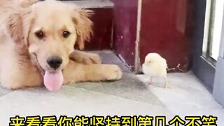 Inventory the funny moments of animals, if it's not funny, come find me!