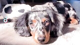 Cute pets!