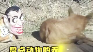 Inventory the funny moments of animals, if it's not funny, come find me!