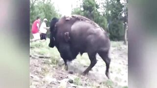 How to Not Get Unsubscribed from Life by Animals