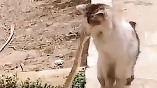 Cat is shocked