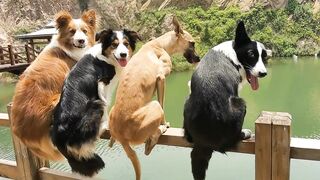 Inventory the funny moments of animals, if it's not funny, come find me!