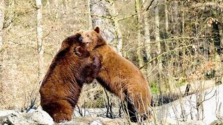 Battle_of_the_bear
