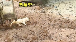 Inventory the funny moments of animals, if it's not funny, come find me!