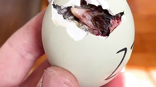 Hatching aseel chicks