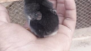 Aseel chicks