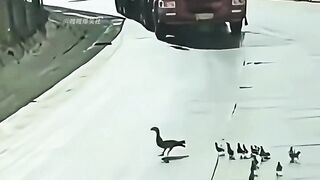 Inventory the funny moments of animals, if it's not funny, come find me!