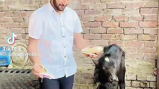 Funny video