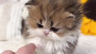 Cute little kitten