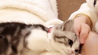 the Kitten Video