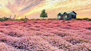 Beautiful Nature | part 35