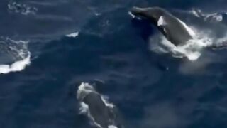 گود video