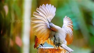 Amazing birds