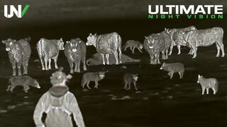 Cattle Rancher has a Big Problem | Hunting Predators with Thermal
