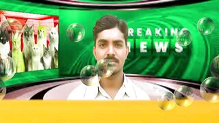 Funny News About Cat.