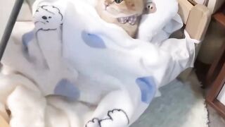 Cat videos cute cats kittens ????????