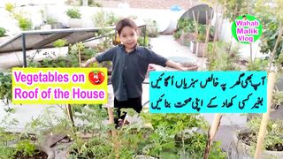 Garden on the House Roof