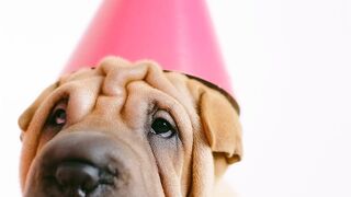 Pawsitively Hilarious: The Adventures of a Funny Puppy #funnypuppy #dailyvlog #watchnow