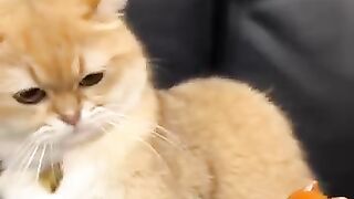 Kucing aneh lucu