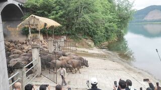 Bainiu Crossing the River