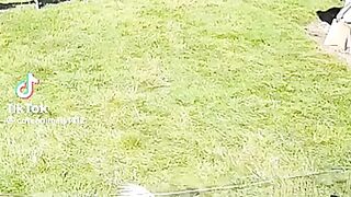 Farm animals came to rescue of the chicken attacked by eagle