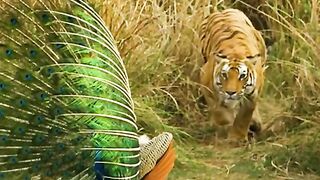 A tiger attacks a peacock