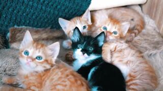 Cute Kittens