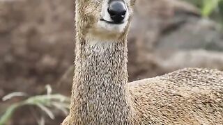 Deer eating