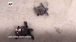 Hundreds of baby sea turtles rescued after rare storm in South Africa given temporary new home.