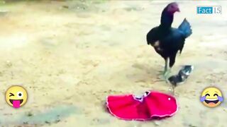 Funny video animal's ????