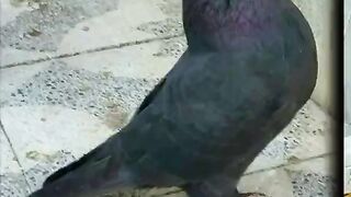 BEAUTIFULL BIRD