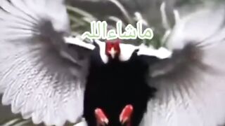 Islami