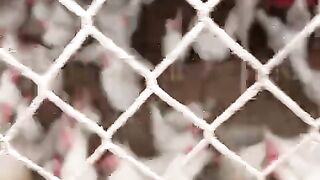 See Poultry Farm