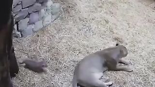 Little cub scares his mom