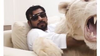 Playing with Lion | Animal video | Animal lovers