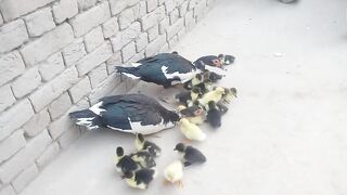 Chicks and Duck