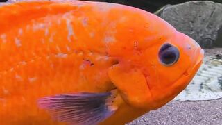 Beautiful fish | part 37