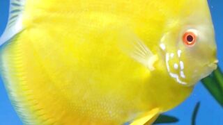 Beautiful fish | part 38