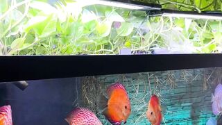 Beautiful fish | part 39